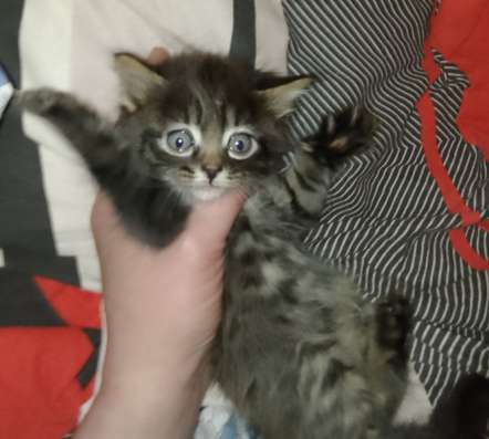 Котята 1,5 месяца в дар