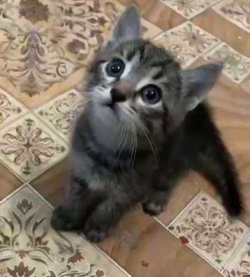 Котенок в добрые руки в Нижнем Новгороде фото 3