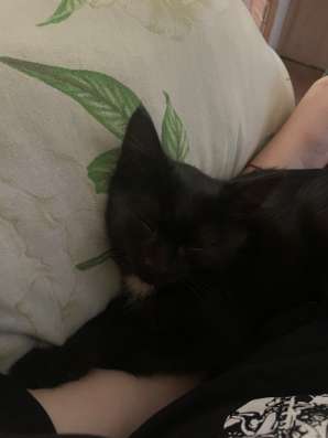 Котенок черного цвета в Саранске