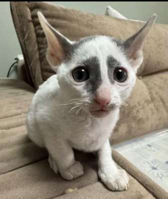Котята Корниш-рекс