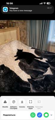 Продам кота