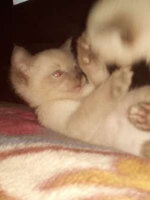 Сиамские котята в Чусовой фото 4
