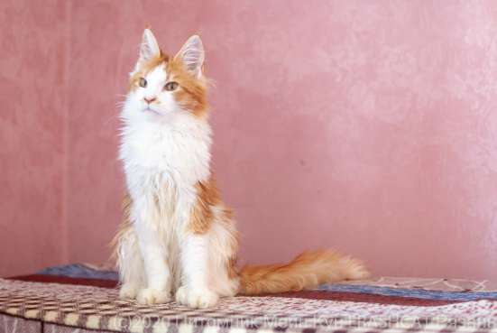 Котята Мейн кун, мальчики