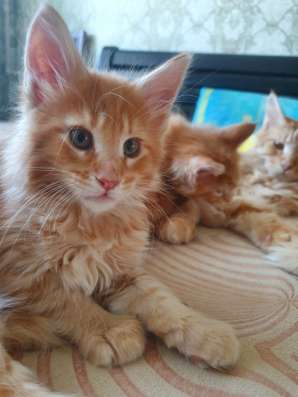 Мейн кун котята фото 16