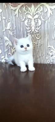 Клубные котята (шиншилла) в Омске фото 5