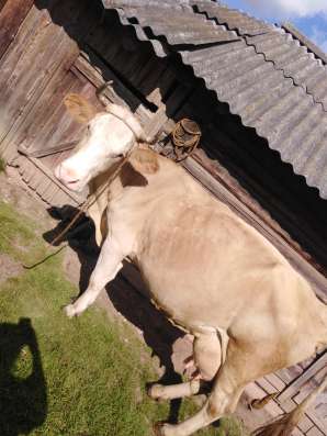 Корова