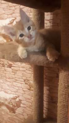 Отдам даром котят. В Первоуральске