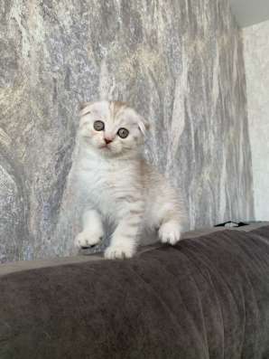 Шотландские котята в Воронеже фото 3
