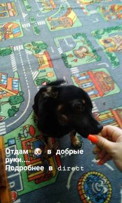 Отдам в хорошие руки