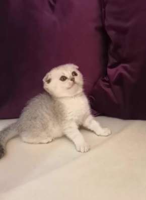 Котенок Шотландец вислоухий девочка