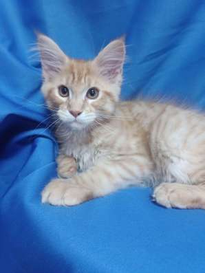 Red Maine Coon, boys фото 8