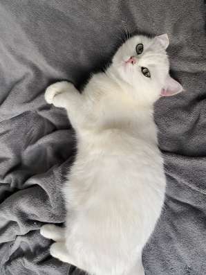 Продам кошечку, серебристая шиншилла фото 8