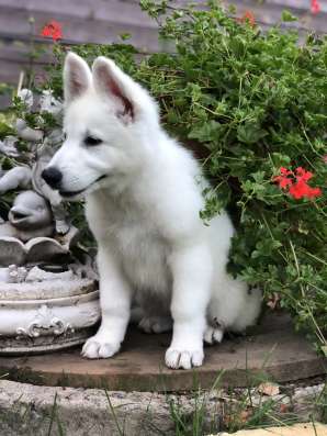 Puppies of a White Swiss Shepherd Dog фото 3