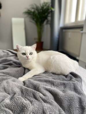 Продам кошечку, серебристая шиншилла фото 3
