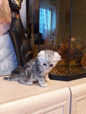Продаю шотландских котят в Чебоксарах фото 5