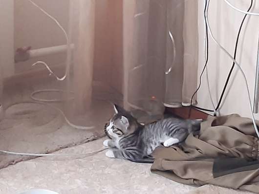 Отдам котенка в Красноярске фото 3
