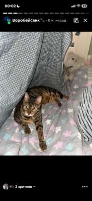 Кот