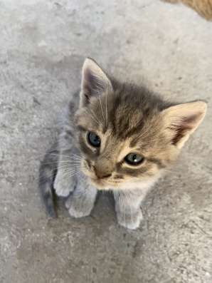 Отдам котят