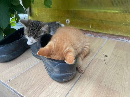 Отдаем котят в добрые руки в Одинцово фото 3