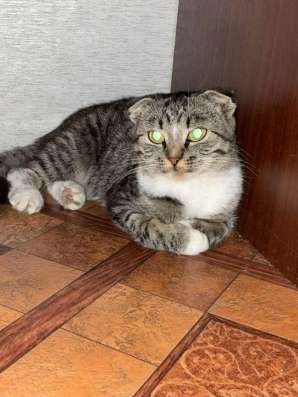 Кошка