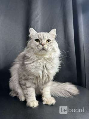 Шотландские котята в Саратове фото 7