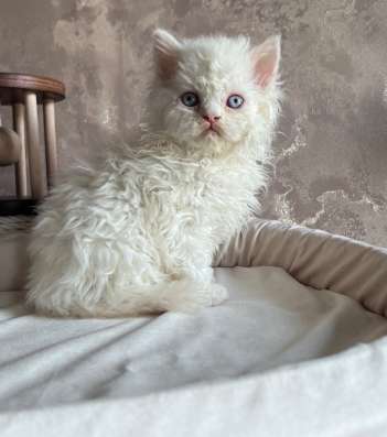Котенок селкирк рекс