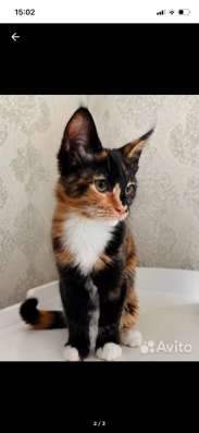 Котенок мейн Кун в Альметьевске фото 3