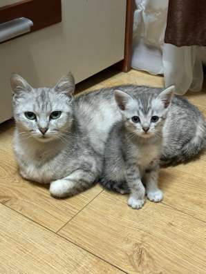 Красивые котята в добрые руки в Батайске фото 3
