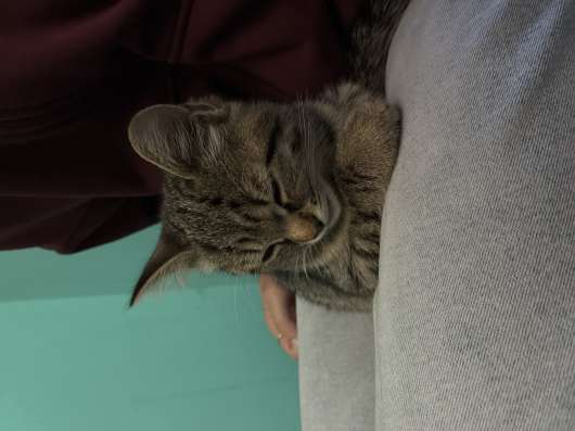 Котенок даром