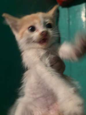 котята , мыски в Междуреченске