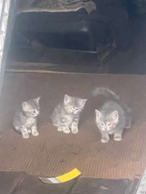Котята в Санкт-Петербурге фото 3