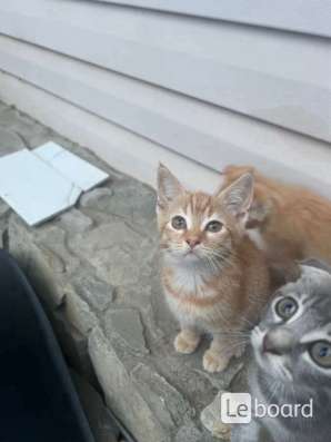 Вислоухие котята в Абинске