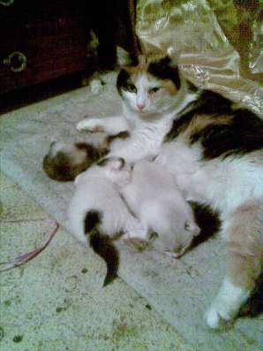 Отдам котят в добрые руки