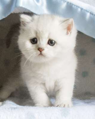 Шотландские котята бронь и доставка