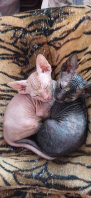 Котята породы Донской сфинкс фото 4