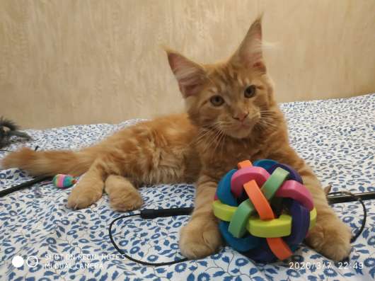 Котик Мейн кун