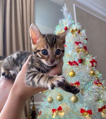 Продам бенгальских котят в Красноярске фото 5