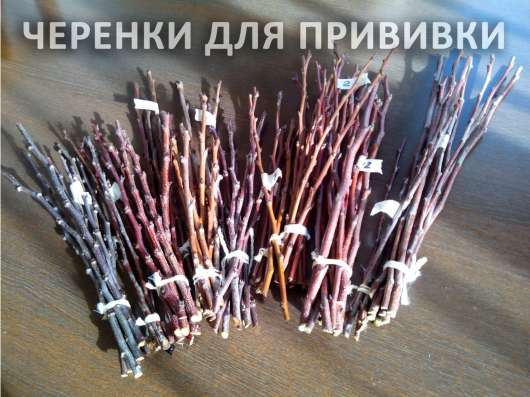 Зимняя обрезка плодовых деревьев в Белгороде