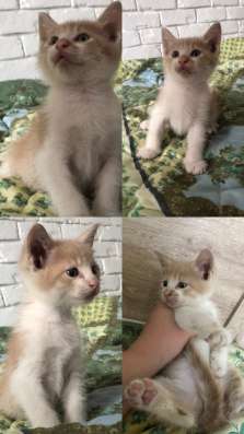 Котята в добрые руки в Краснодаре фото 3