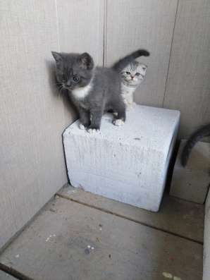 Продам котят, шотландцы в Курчатове