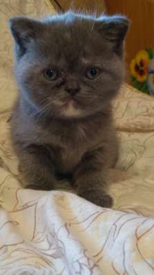 Шотландские котята фото 4