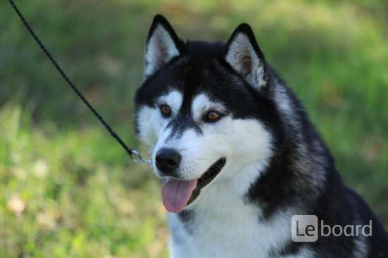 PUPPIES SIBERIAN HUSKY фото 10