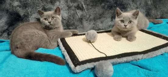 BKH Scottish Fold kitten фото 4
