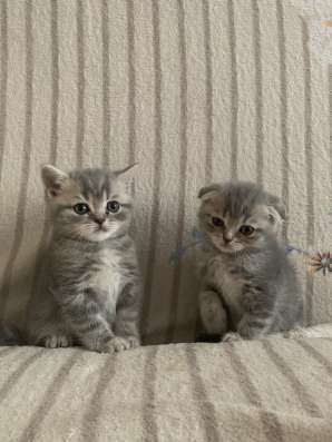 Шотландские котята в Брянске фото 4