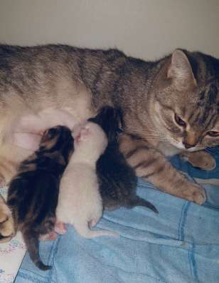 Котята Шотландские