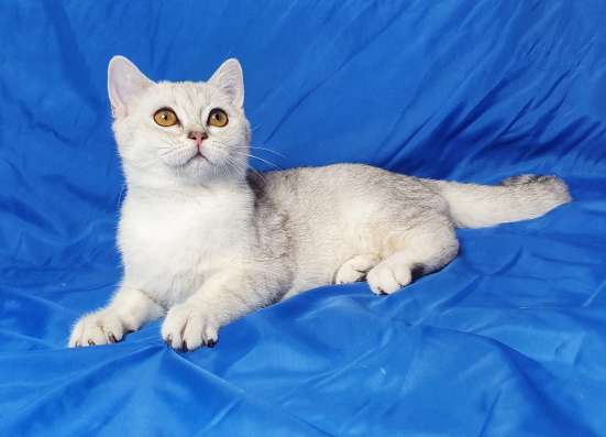 Продаются котята шотландской серебристой шиншиллы