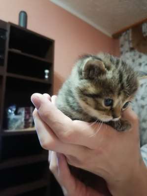Шотландские котята в Тюмени