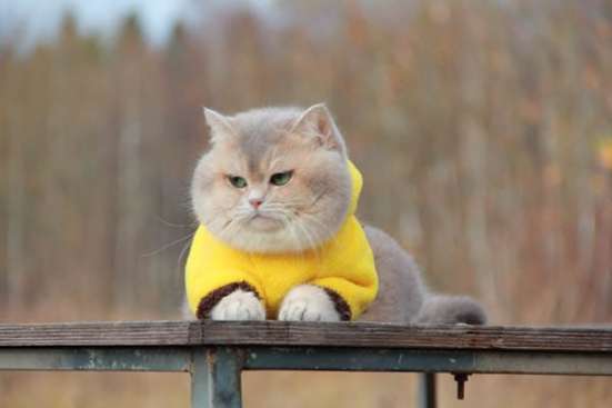 Британские кошки и котята