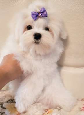 Мини Мальиезе Information_puppylove в Москве фото 10