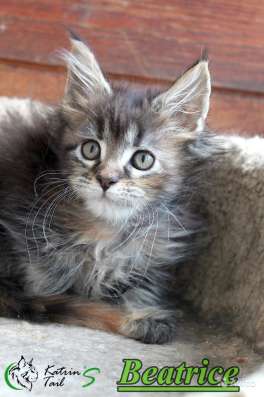 Лучшие котята Мейн-Кун для Вас фото 6